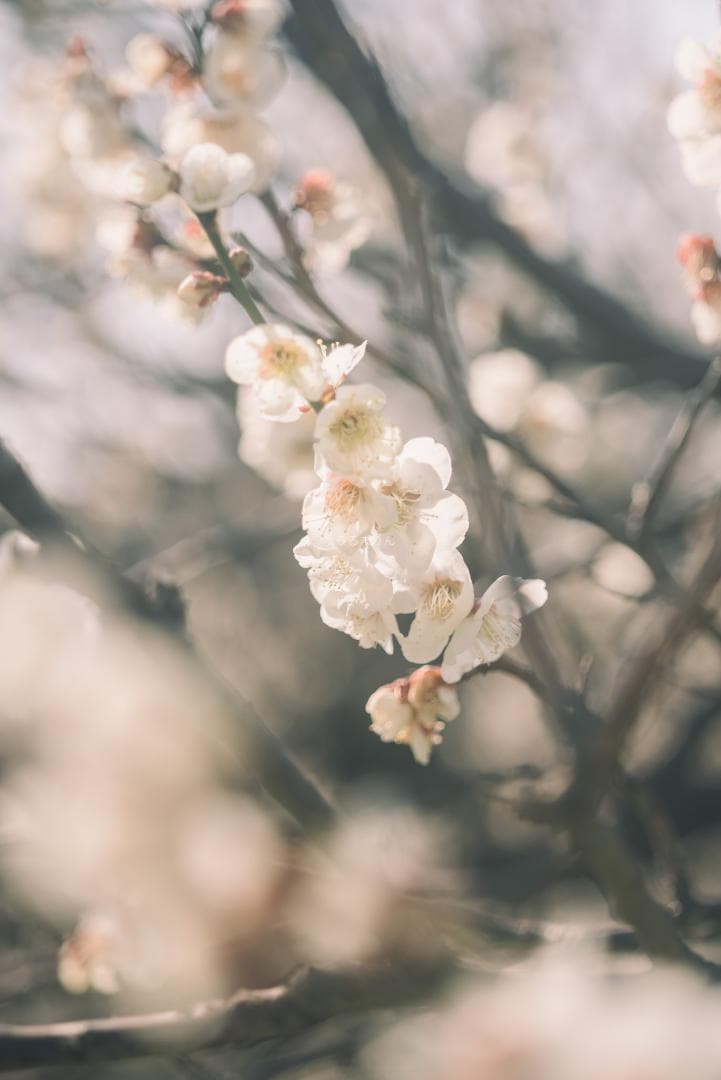 taka様Leica Elmar M 90mm F4 沈胴 オールドレンズ