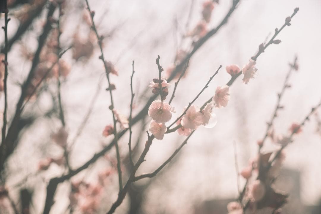 taka様Leica Elmar M 90mm F4 沈胴 オールドレンズ