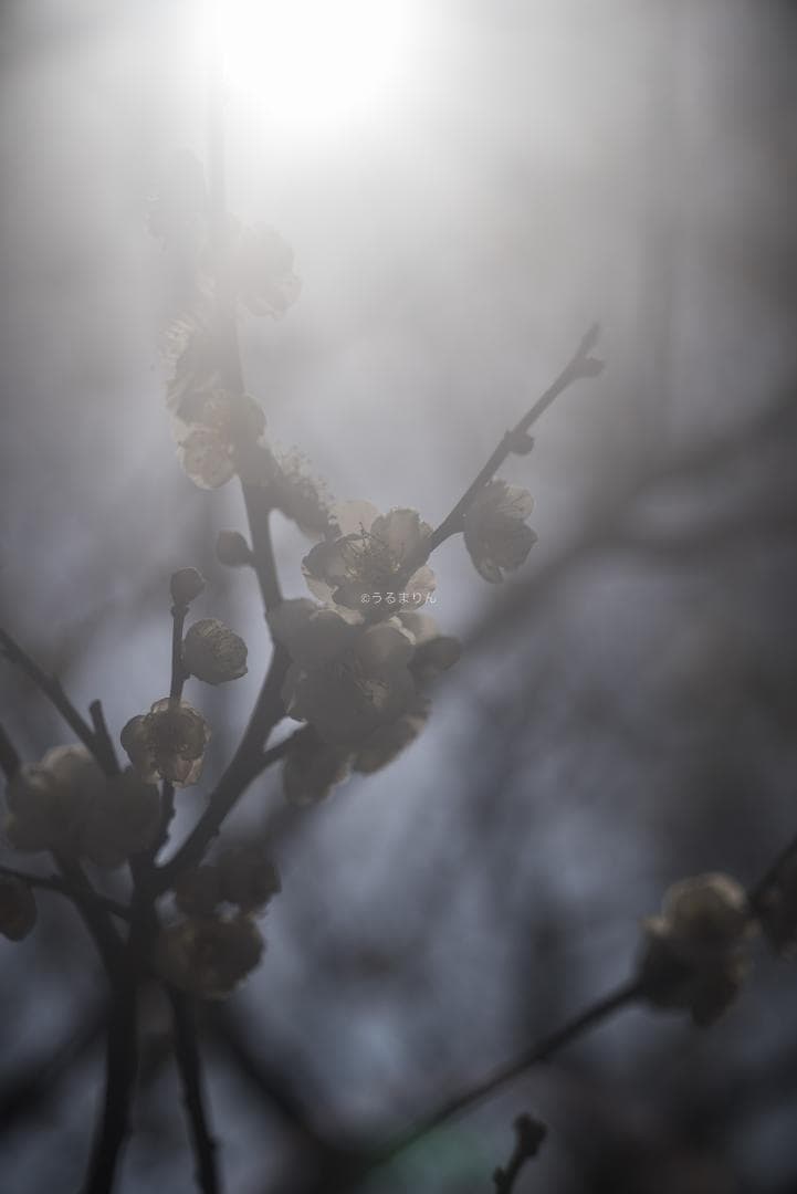 taka様Leica Elmar M 90mm F4 沈胴 オールドレンズ