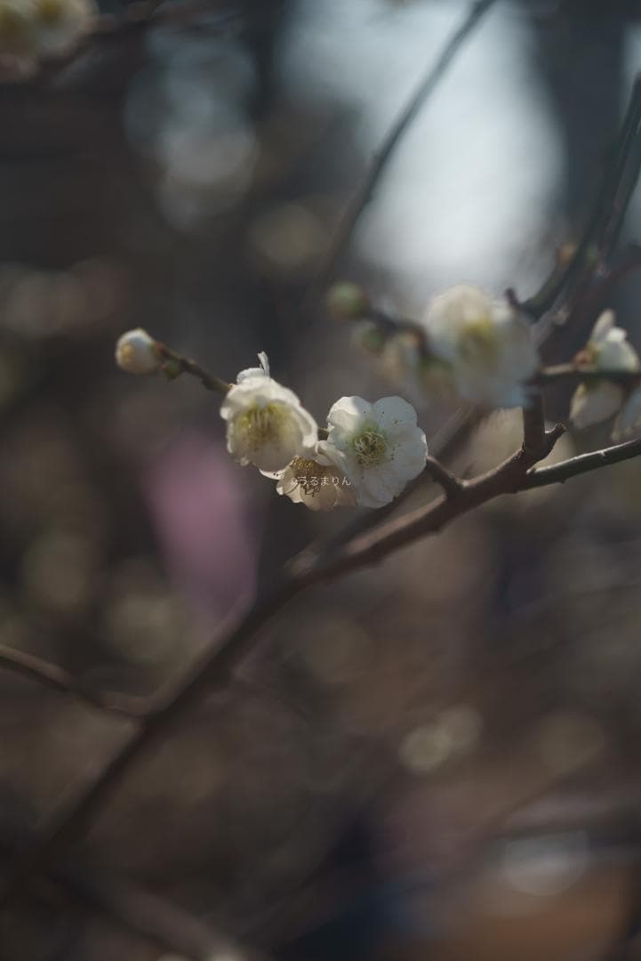 taka様Leica Elmar M 90mm F4 沈胴 オールドレンズ