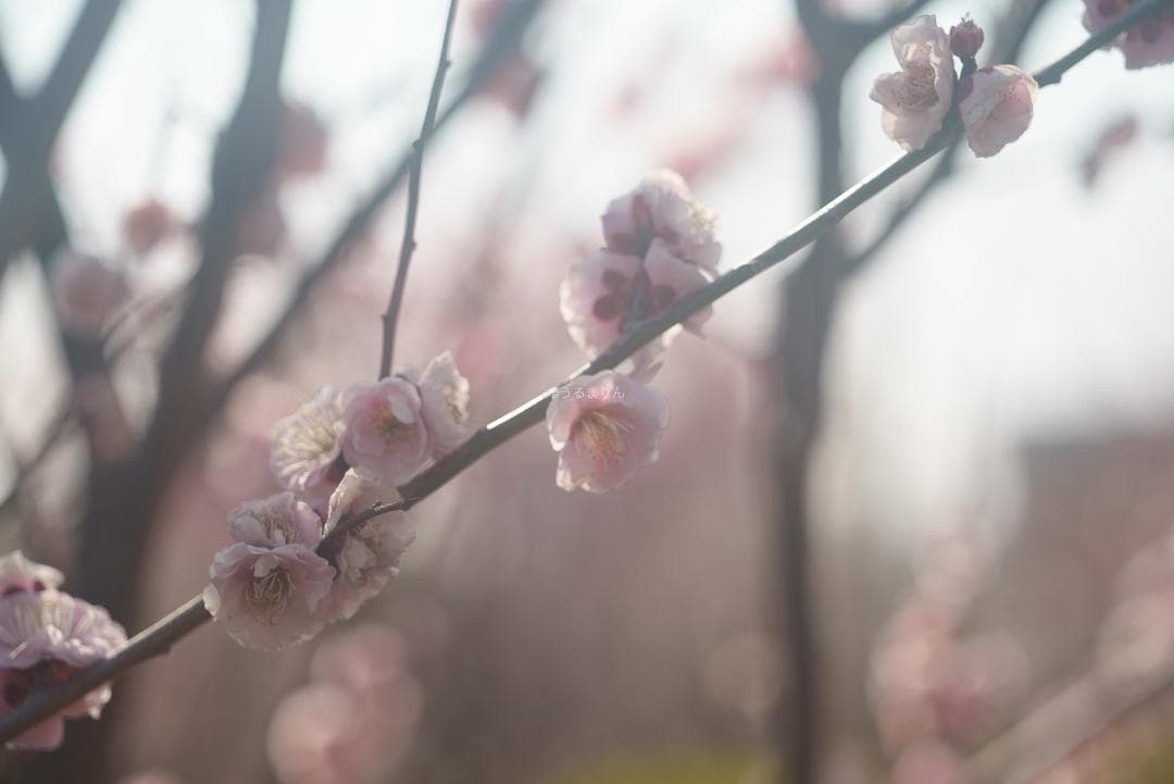 taka様Leica Elmar M 90mm F4 沈胴 オールドレンズ
