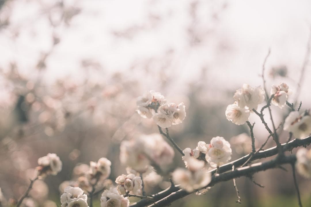 taka様Leica Elmar M 90mm F4 沈胴 オールドレンズ