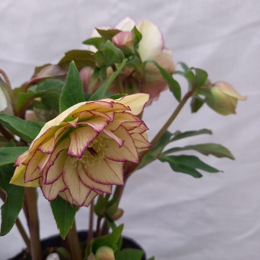 つぼみゴロゴロ！ミニブーケのよう！クリスマスローズ、大苗、開花株