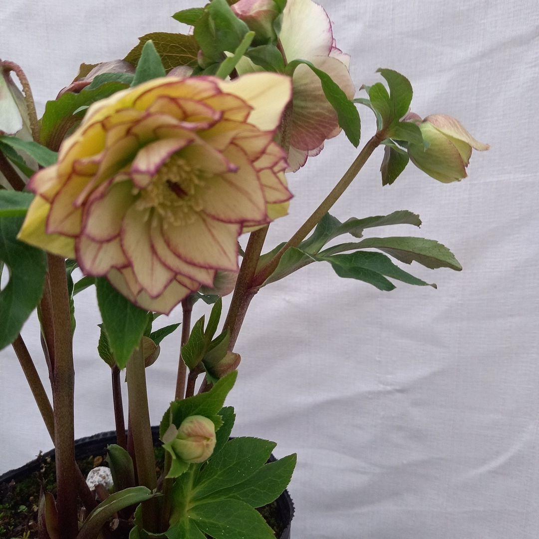 つぼみゴロゴロ！ミニブーケのよう！クリスマスローズ、大苗、開花株