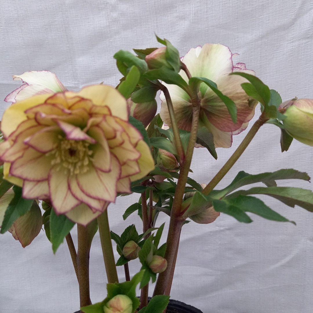 つぼみゴロゴロ！ミニブーケのよう！クリスマスローズ、大苗、開花株