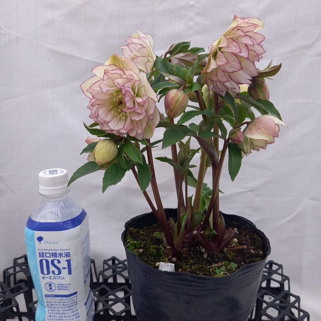 つぼみゴロゴロ！ミニブーケのよう！クリスマスローズ、大苗、開花株