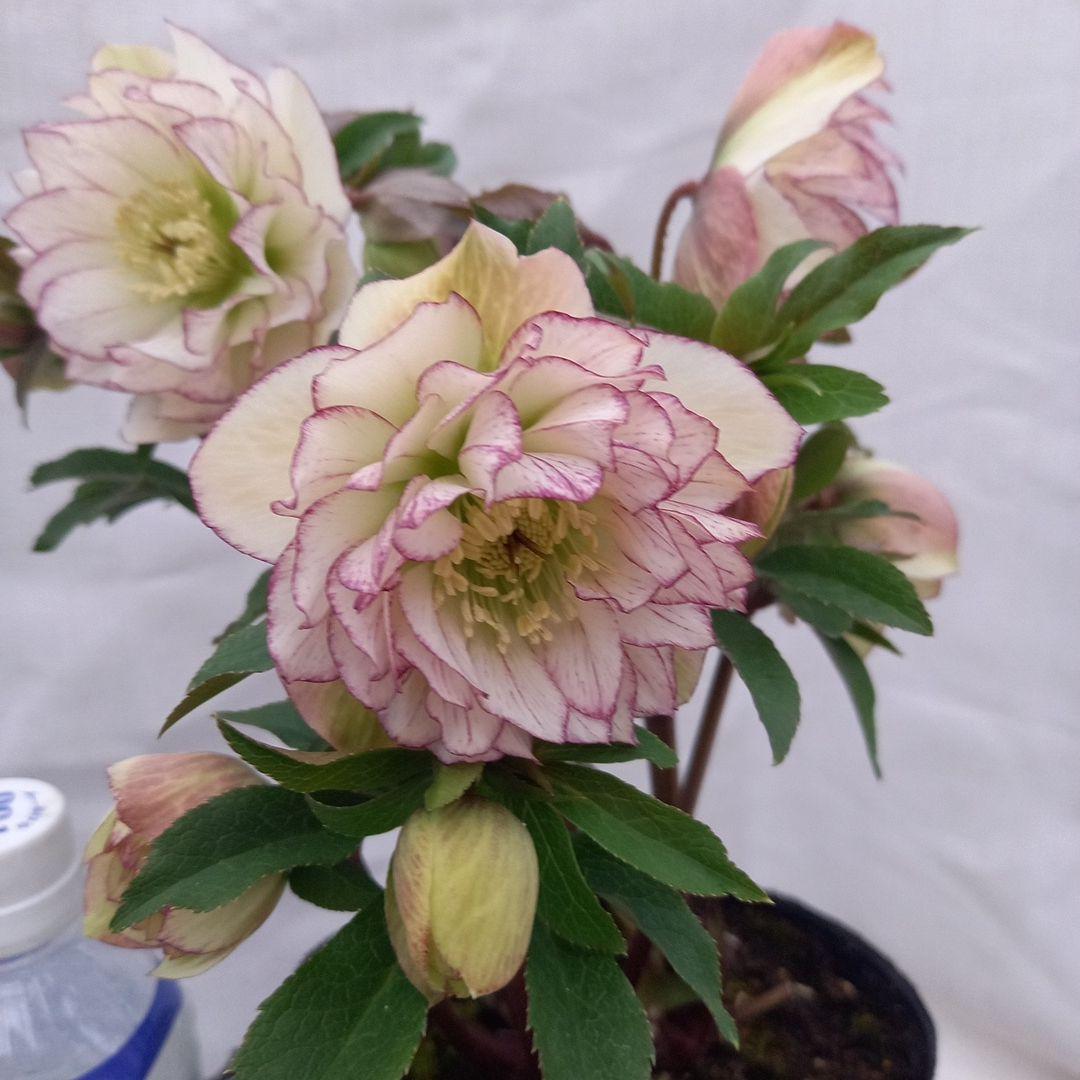 つぼみゴロゴロ！ミニブーケのよう！クリスマスローズ、大苗、開花株