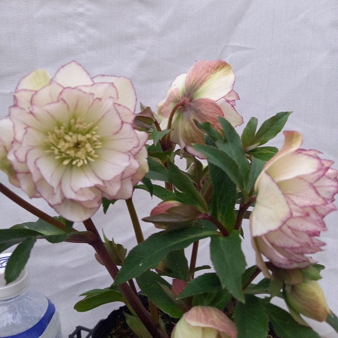 つぼみゴロゴロ！ミニブーケのよう！クリスマスローズ、大苗、開花株