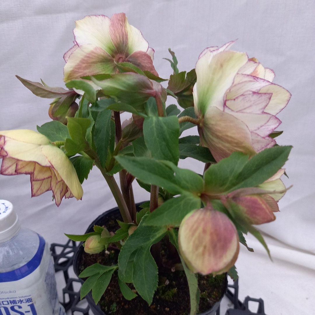 つぼみゴロゴロ！ミニブーケのよう！クリスマスローズ、大苗、開花株