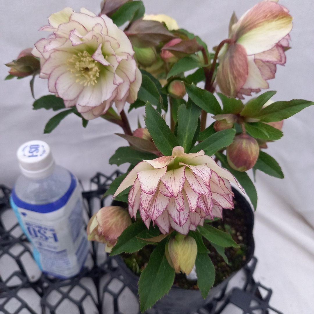 つぼみゴロゴロ！ミニブーケのよう！クリスマスローズ、大苗、開花株