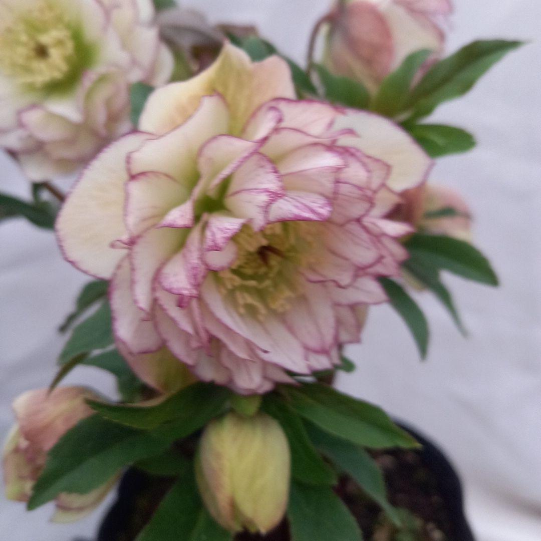 つぼみゴロゴロ！ミニブーケのよう！クリスマスローズ、大苗、開花株