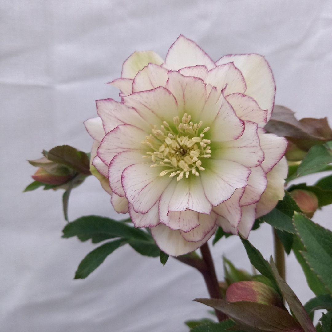 つぼみゴロゴロ！ミニブーケのよう！クリスマスローズ、大苗、開花株