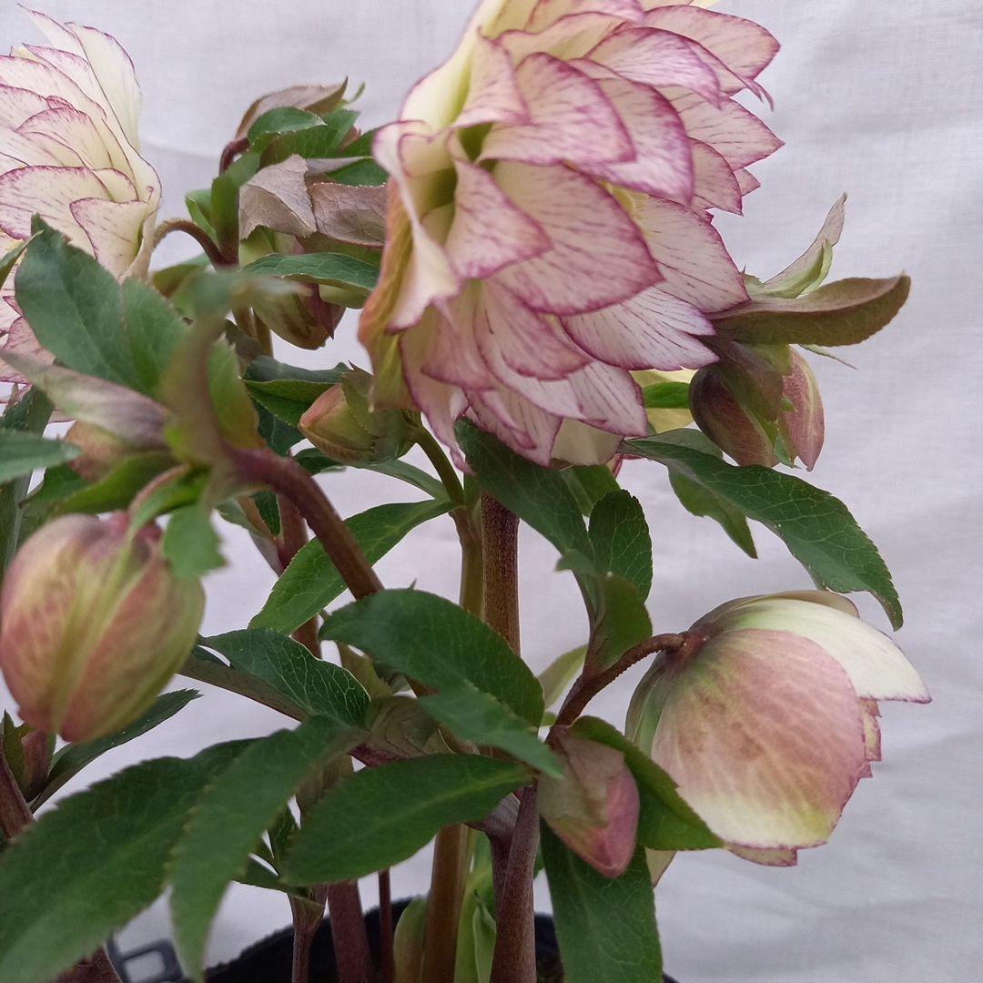 つぼみゴロゴロ！ミニブーケのよう！クリスマスローズ、大苗、開花株