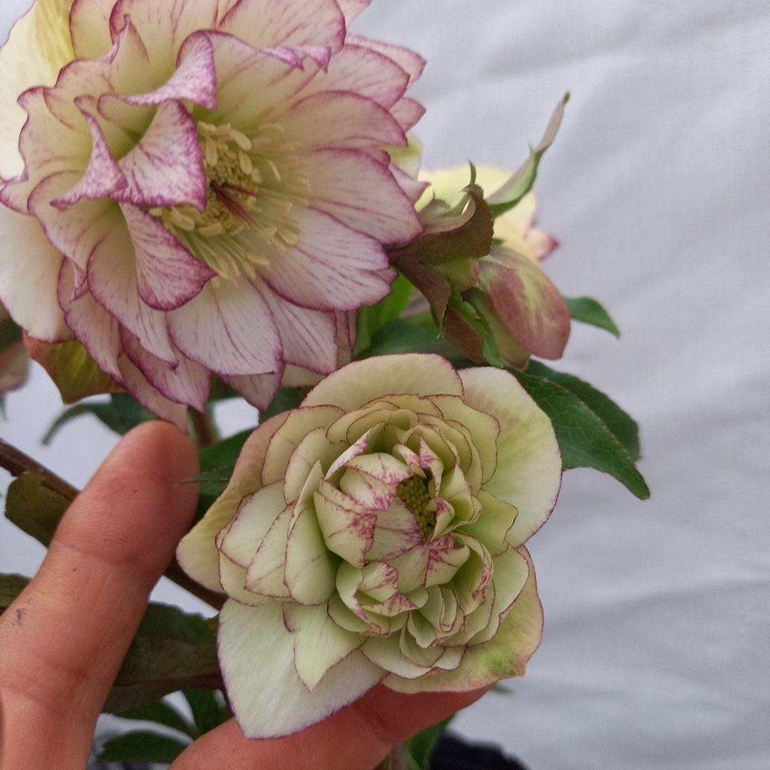 つぼみゴロゴロ！ミニブーケのよう！クリスマスローズ、大苗、開花株