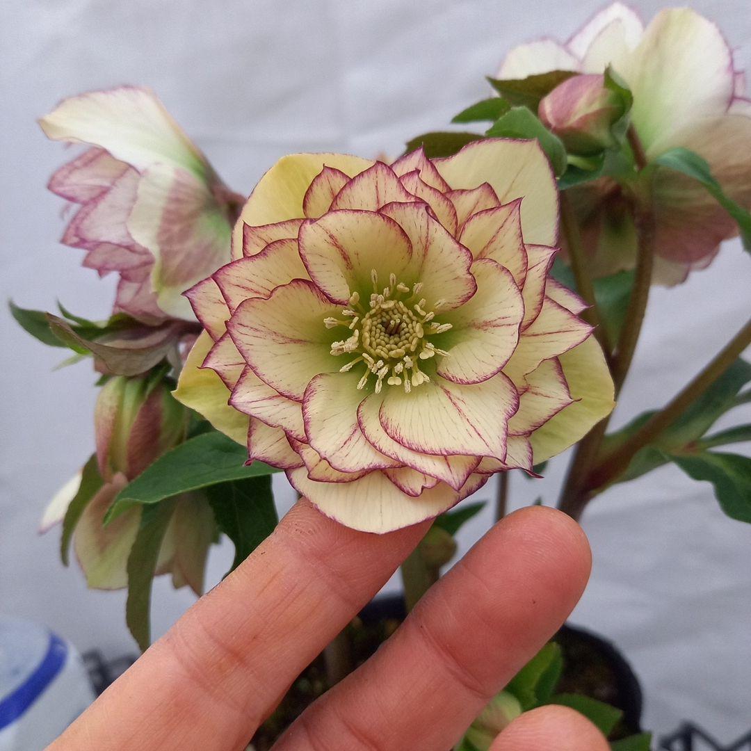 つぼみゴロゴロ！ミニブーケのよう！クリスマスローズ、大苗、開花株