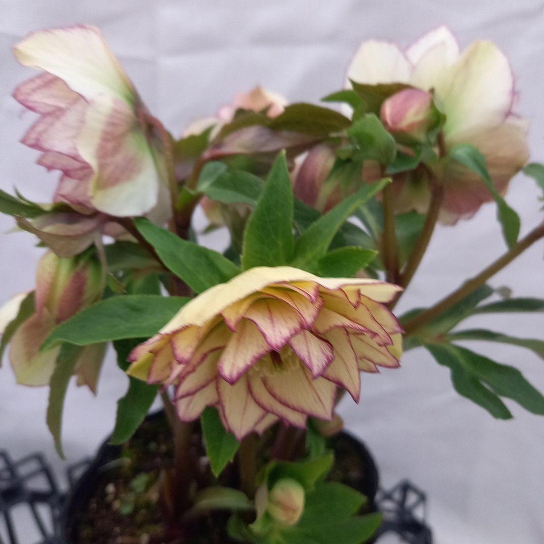 つぼみゴロゴロ！ミニブーケのよう！クリスマスローズ、大苗、開花株