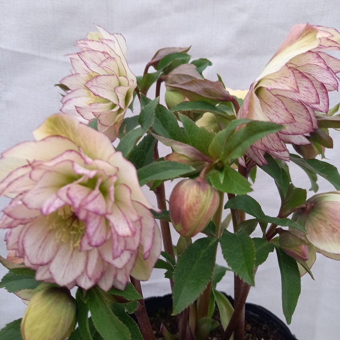 つぼみゴロゴロ！ミニブーケのよう！クリスマスローズ、大苗、開花株