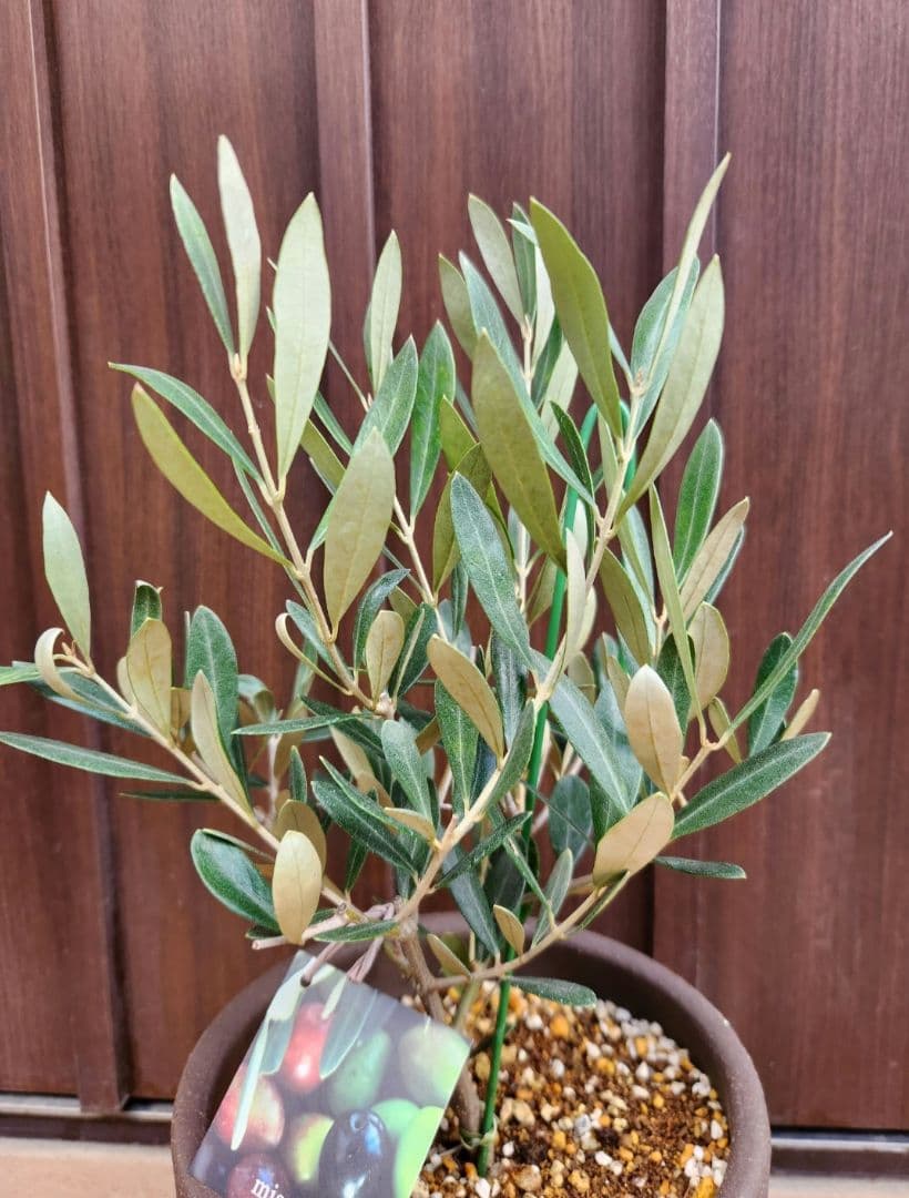 souju 　創樹　オリーブの木　ミッション　テラコッタ鉢植え　苗