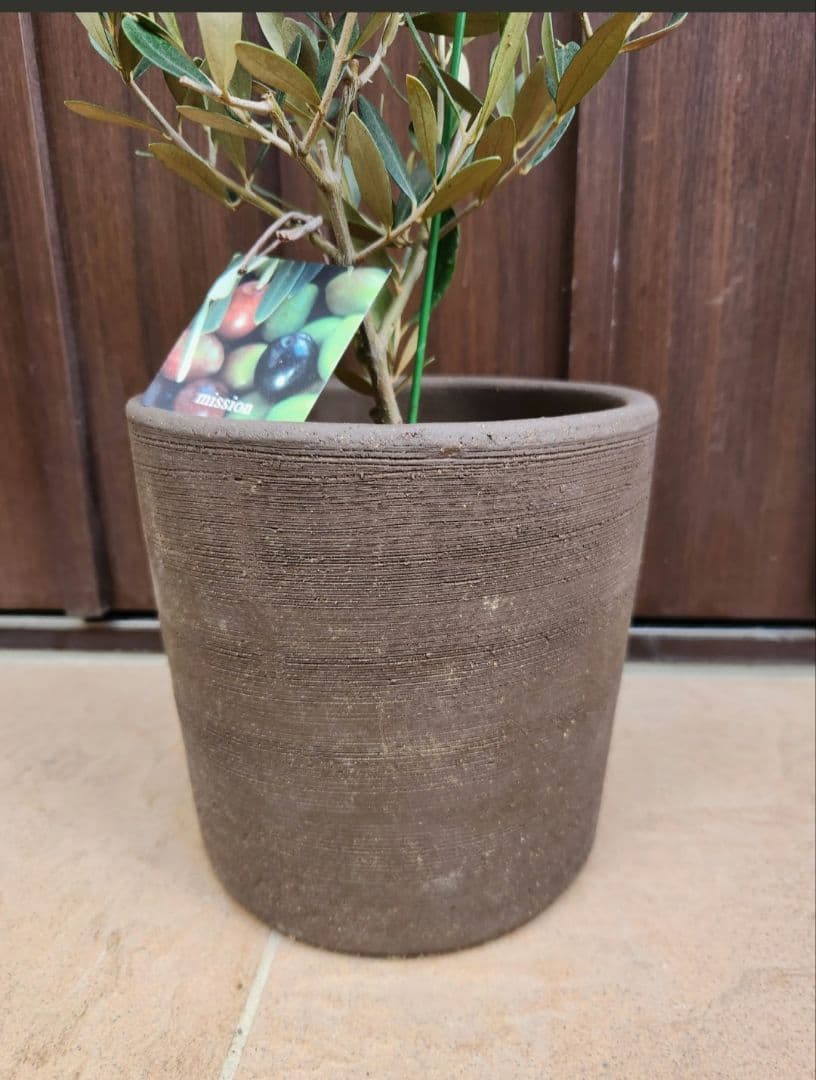 souju 　創樹　オリーブの木　ミッション　テラコッタ鉢植え　苗