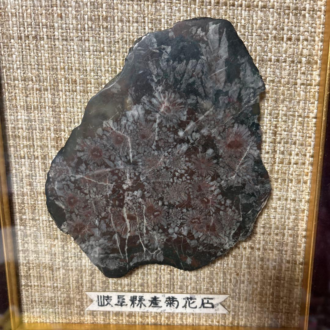 額入り菊花石