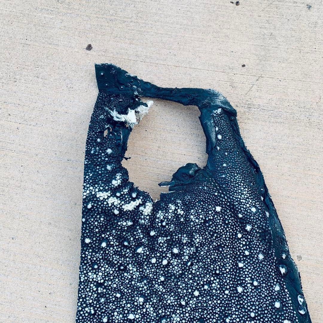 24) ABランク 1/3身イバラエイ スター カイラギ エイ革