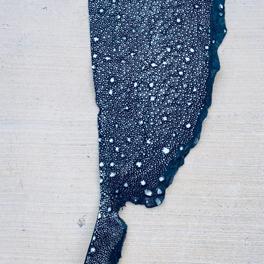 24) ABランク 1/3身イバラエイ スター カイラギ エイ革