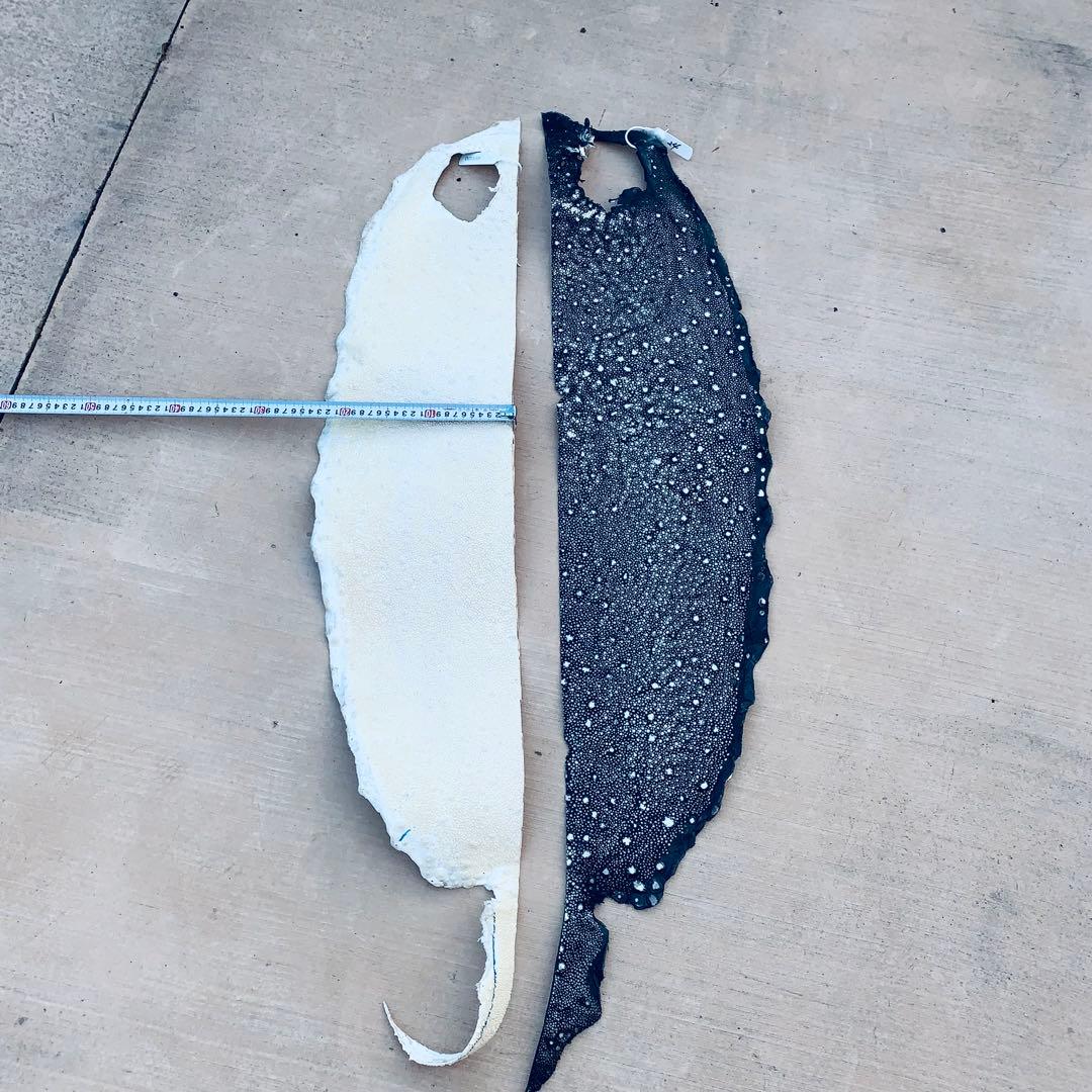 24) ABランク 1/3身イバラエイ スター カイラギ エイ革