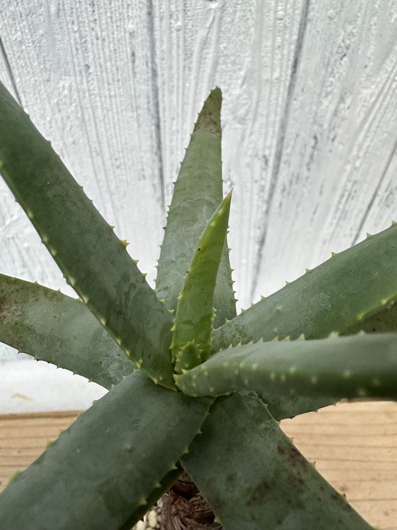 【送料込み】Aloidendron dichotomum アロエ・ディコトマ