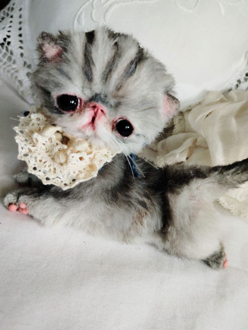 生後１２日♡くりくりオメメの子猫ちゃん♡アートドール♡ぬいぐるみ♡