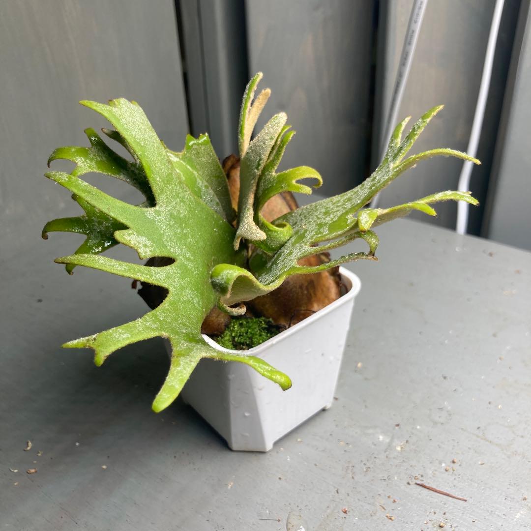 ビカクシダ ジェイドガールスポア　ウィリンキー　jade girl 胞子