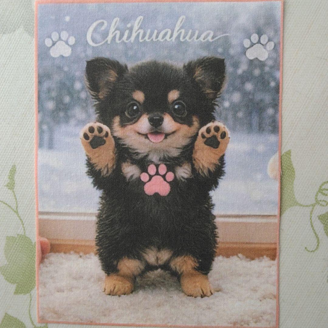 ☆受付☆ チワワ・ミニサイズ