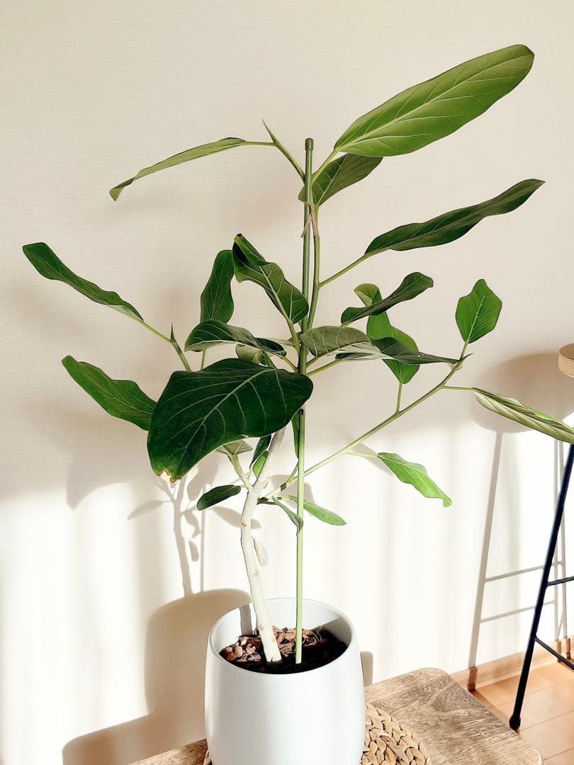 フィカスベンガレンシス 曲がり 陶器 ホワイトポット 観葉植物 室内