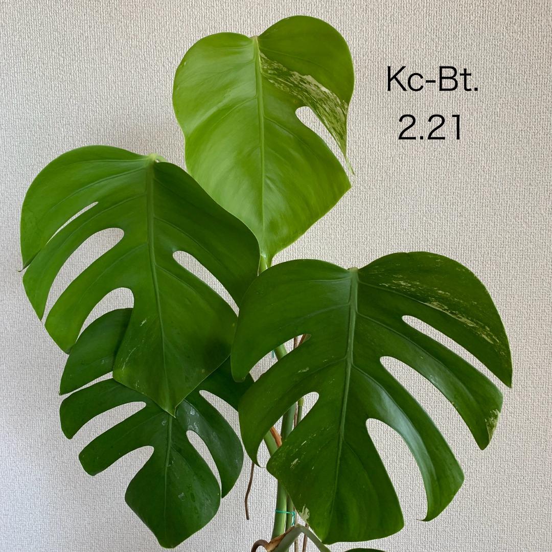 【Kc-Bt】モンステラ 斑入り ボルシギアナ 鉢植え 高さ 84cm