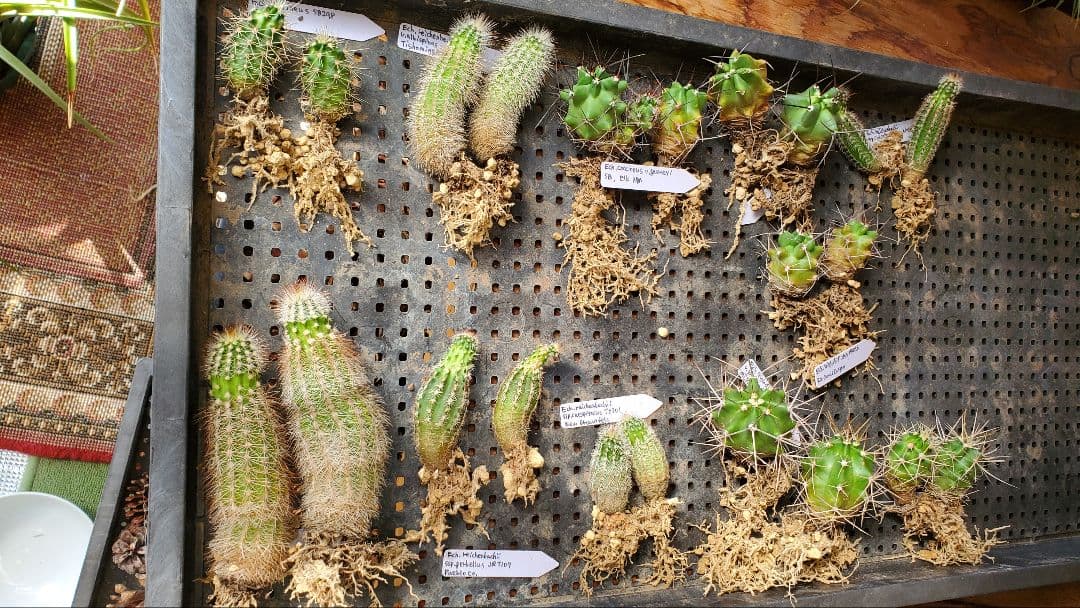 ナッシー様　激レア）エキノケレウス　62種類 123株セット+ウチワ輸入カット苗