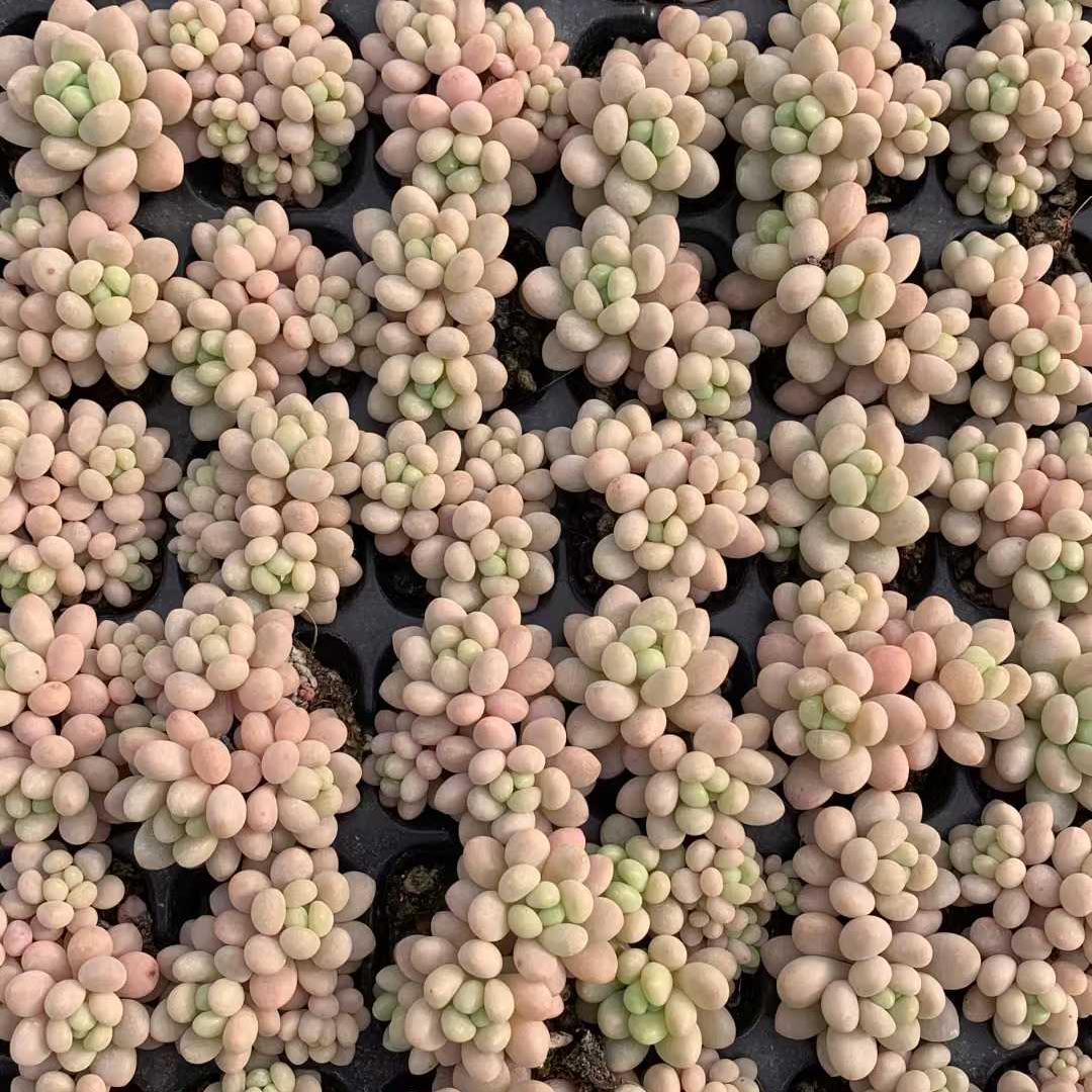 Top【選抜株】22410アイスグレープ ジェニー　128個　プラグトレー苗