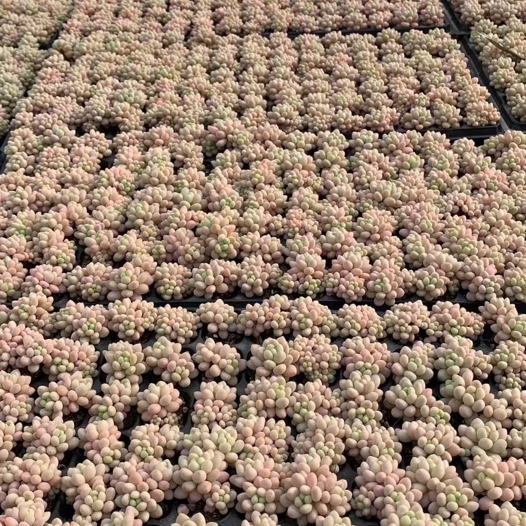 Top【選抜株】22410アイスグレープ ジェニー　128個　プラグトレー苗