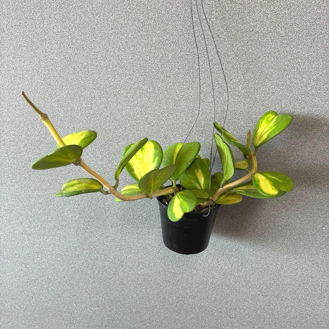 希少❗️希少な中斑❗️ホヤ　カーリー　ハートホヤ　斑入り✨