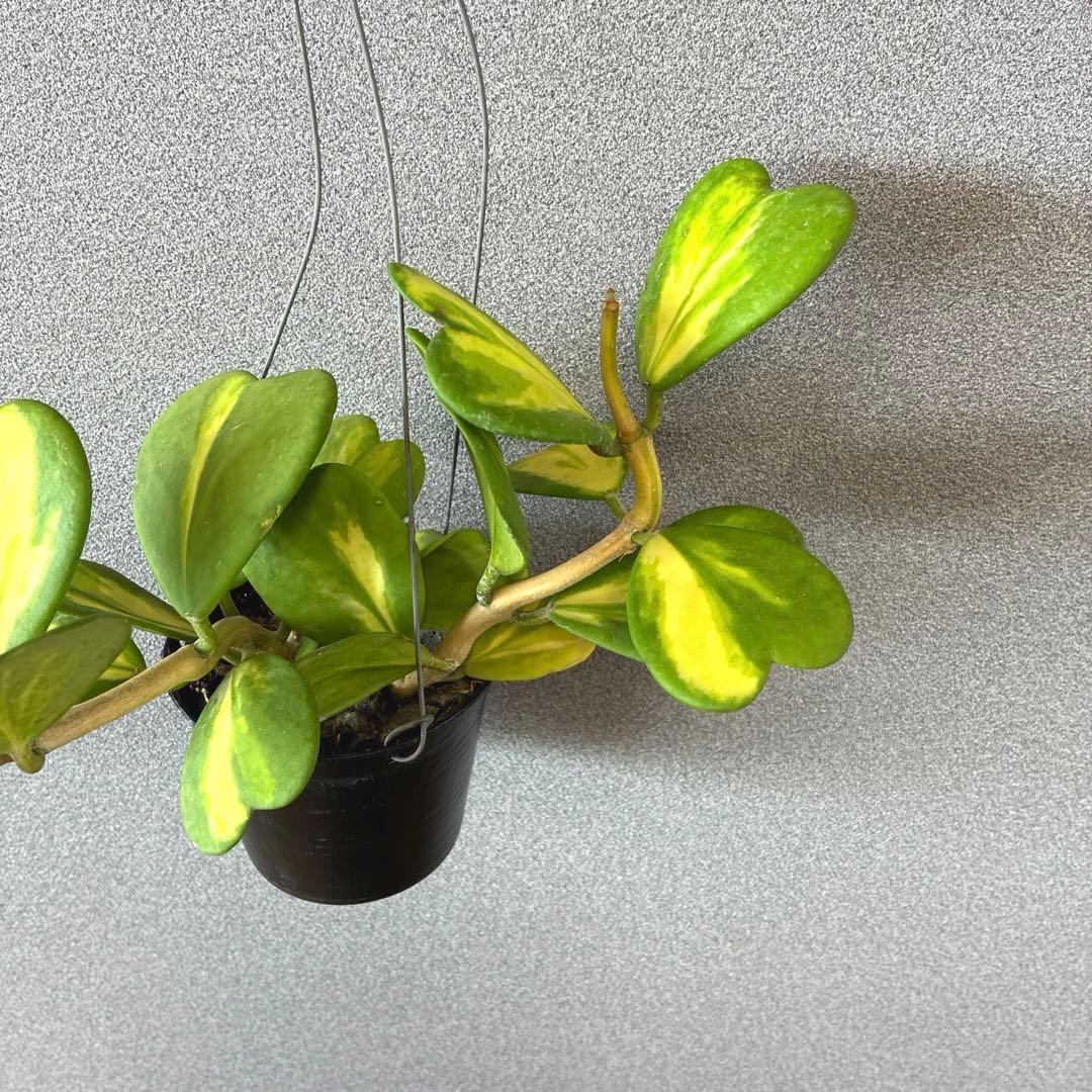 希少❗️希少な中斑❗️ホヤ　カーリー　ハートホヤ　斑入り✨