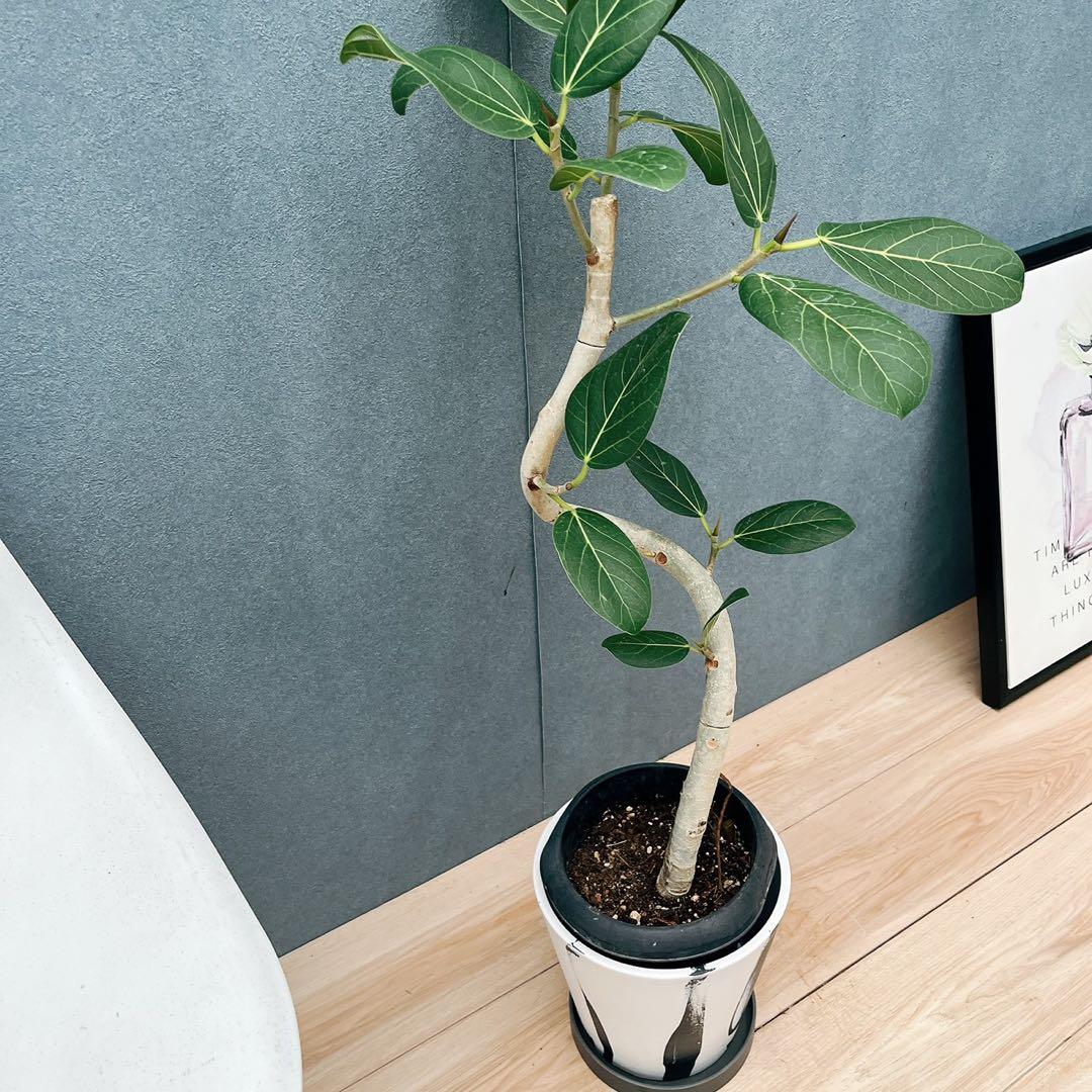 ［現品］21番　フィカス　アルテシマ　曲がり　観葉植物　室内　ゴムの木　おしゃれ