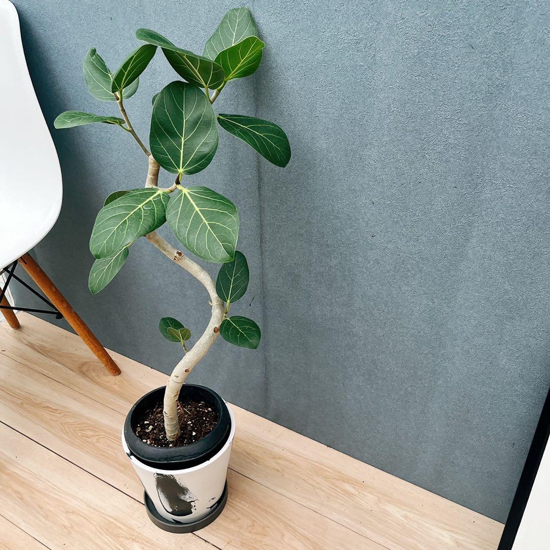 ［現品］21番　フィカス　アルテシマ　曲がり　観葉植物　室内　ゴムの木　おしゃれ