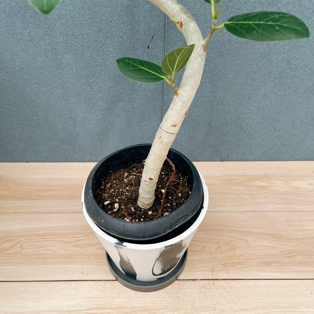 ［現品］21番　フィカス　アルテシマ　曲がり　観葉植物　室内　ゴムの木　おしゃれ