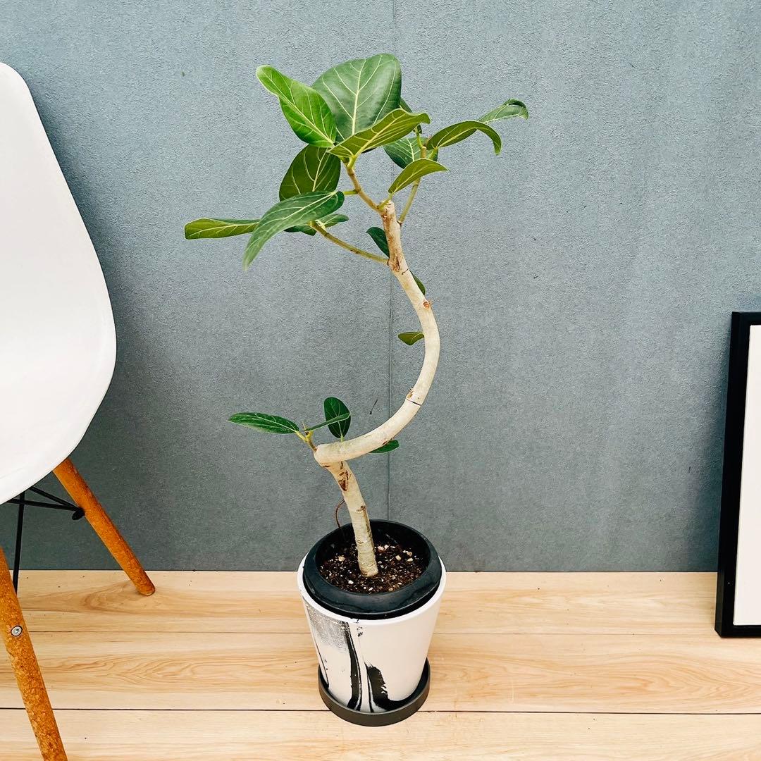 ［現品］21番　フィカス　アルテシマ　曲がり　観葉植物　室内　ゴムの木　おしゃれ