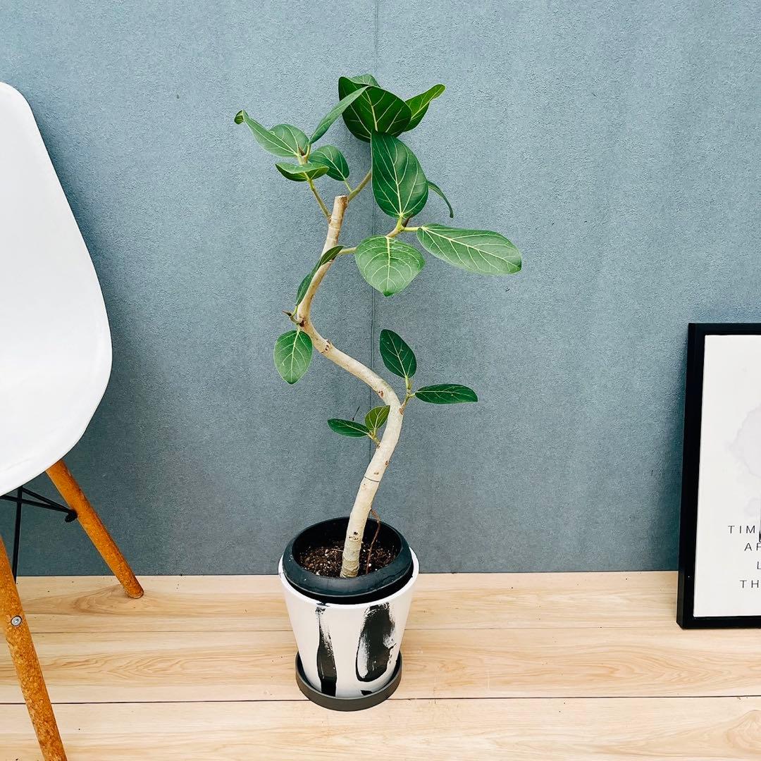 ［現品］21番　フィカス　アルテシマ　曲がり　観葉植物　室内　ゴムの木　おしゃれ