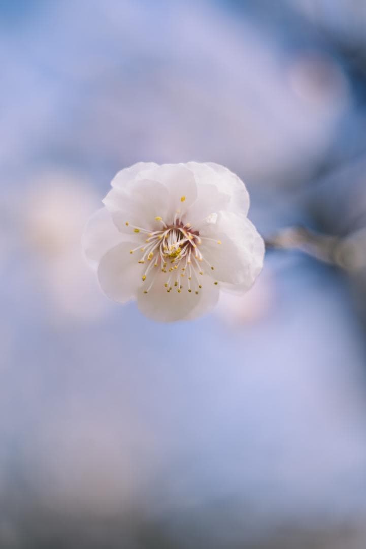 シャープで鮮やか！コニカ Hexanon AR 52mm F1.8ブラック