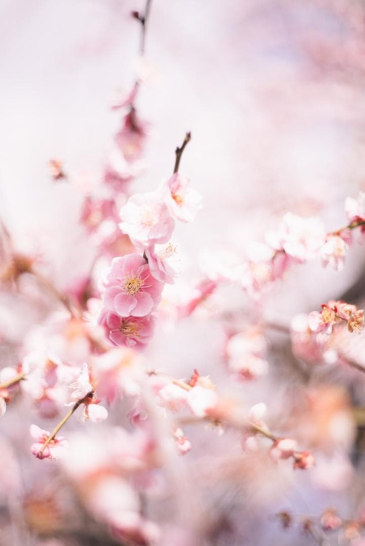 シャープで鮮やか！コニカ Hexanon AR 52mm F1.8ブラック