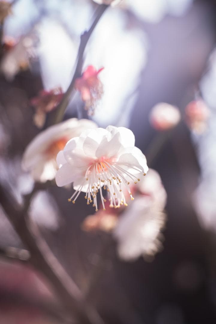 シャープで鮮やか！コニカ Hexanon AR 52mm F1.8ブラック