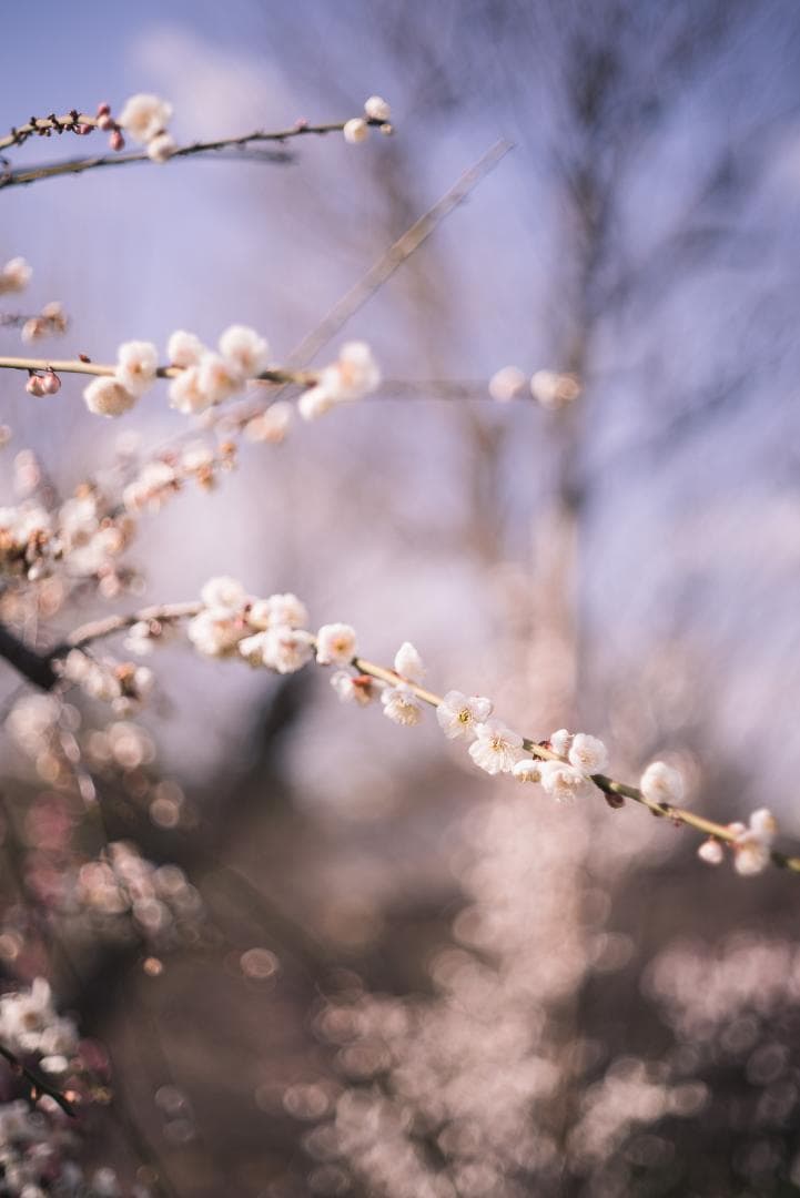 シャープで鮮やか！コニカ Hexanon AR 52mm F1.8ブラック