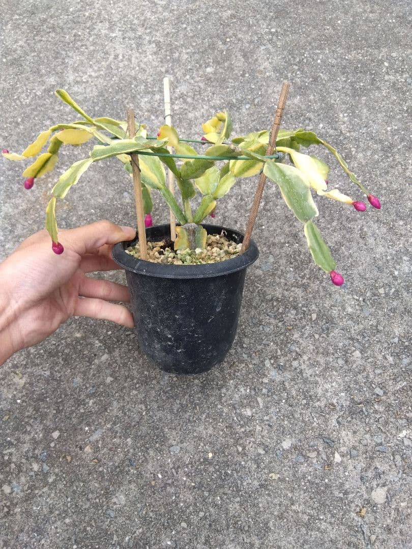 ringo_ao　シャコバサボテン斑入り　4号鉢つき