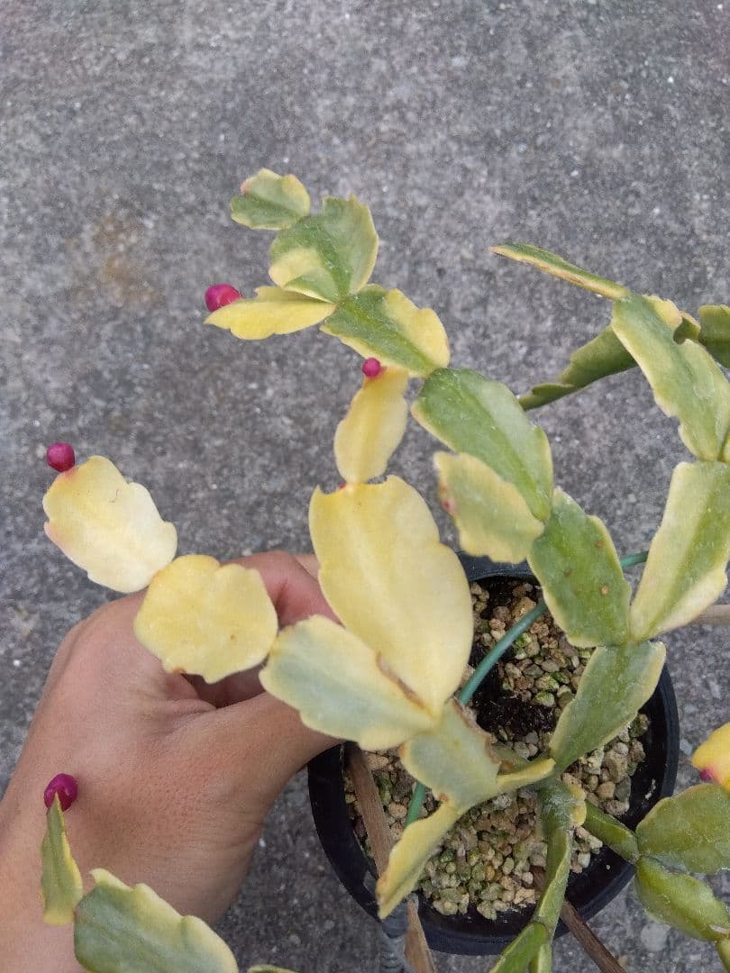 ringo_ao　シャコバサボテン斑入り　4号鉢つき