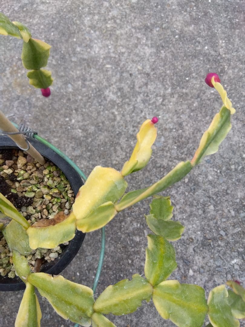 ringo_ao　シャコバサボテン斑入り　4号鉢つき